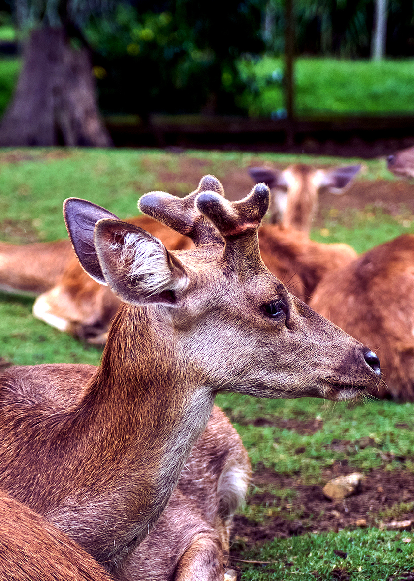 Cerfs de Java Jardin de Pamplemousses île Maurice