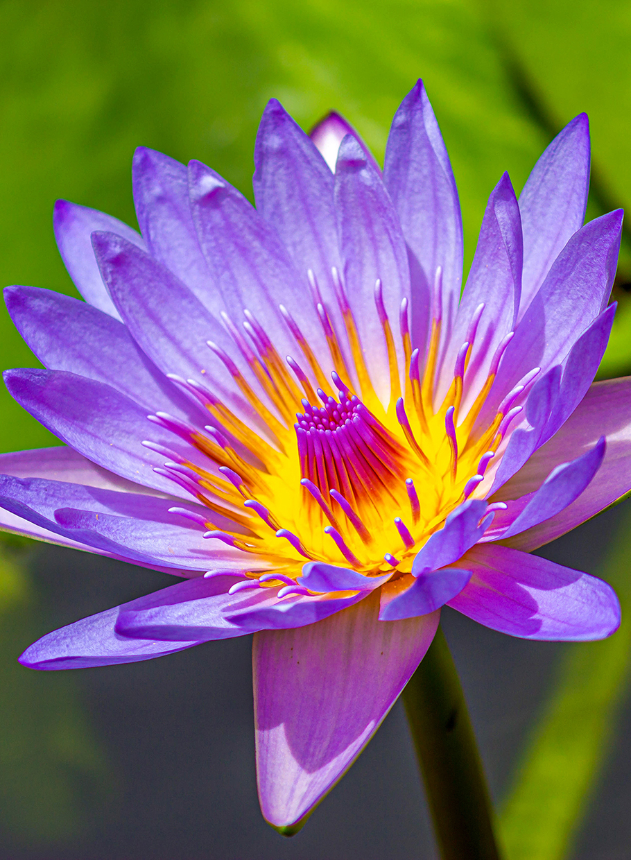 Fleur de lotus Jardin de Pamplemousses île Maurice