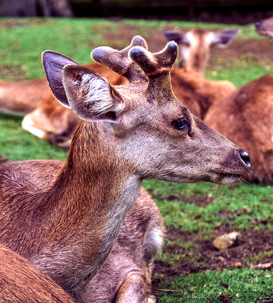 Cerfs de Java Jardin de Pamplemousses île Maurice
