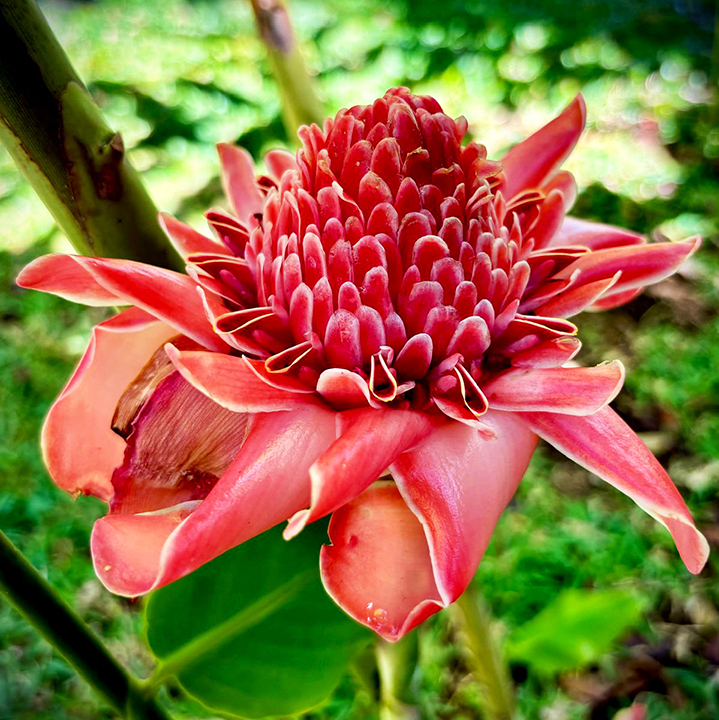 Fleur de porcelaine Jardin de Pamplemousses île Maurice