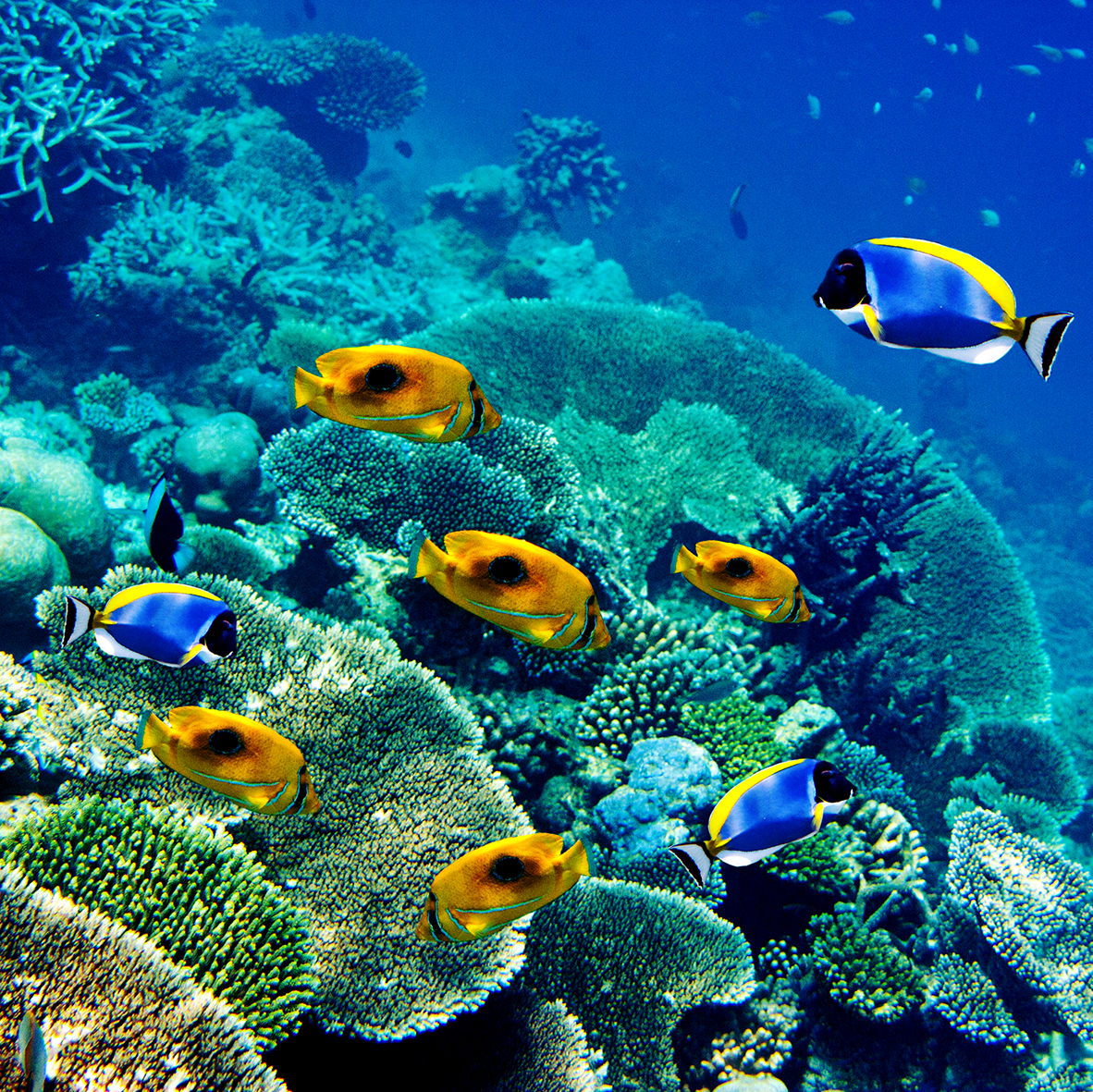 Récif coralliens poissons tropicaux île Maurice