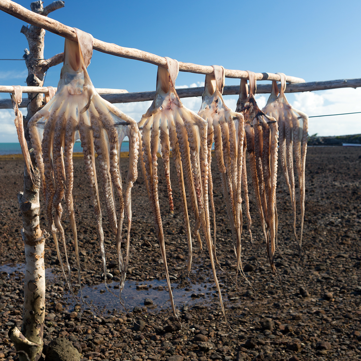 Ourites pêche séchage île Rodrigues