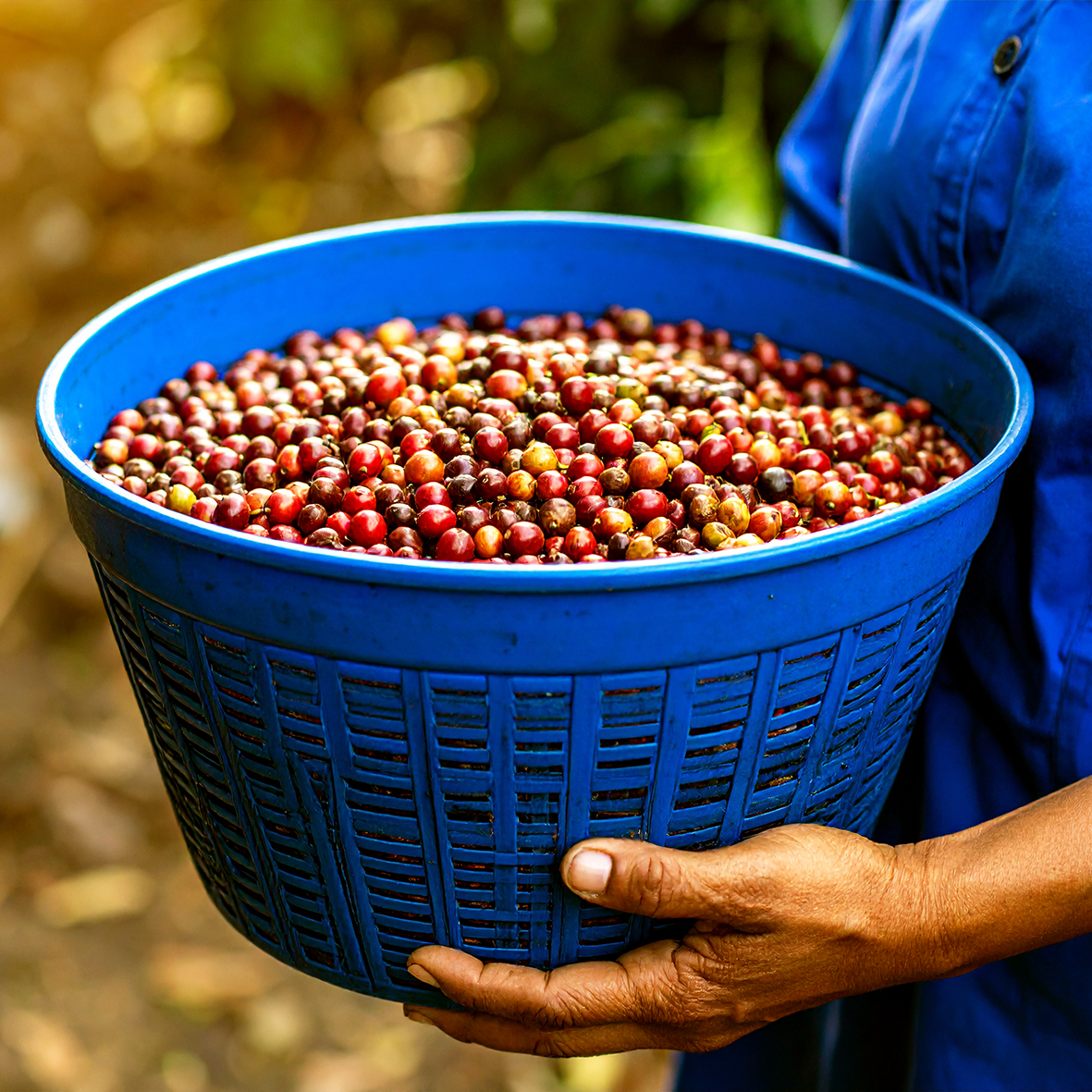Cerises café île Maurice