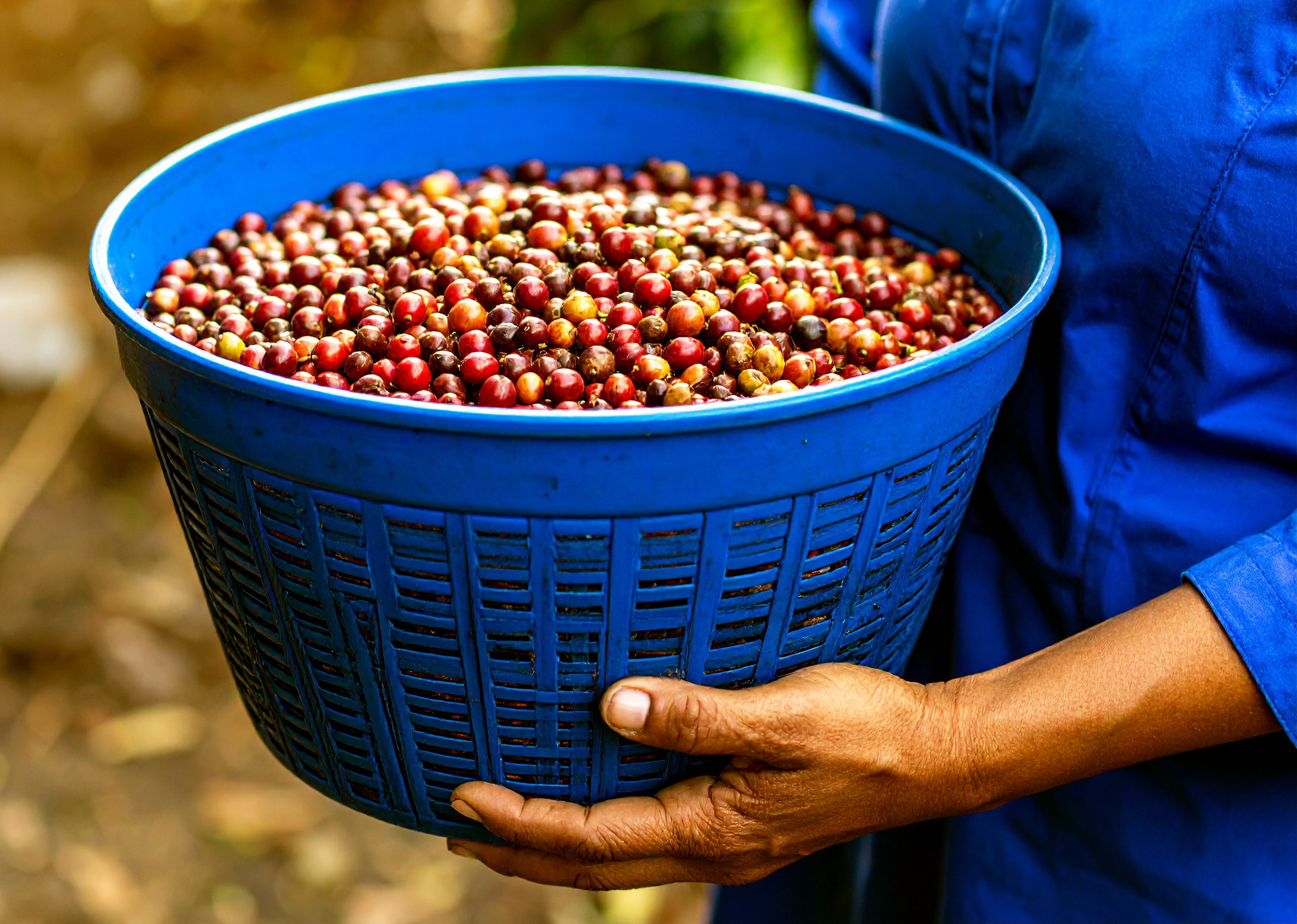 cerises café île Maurice