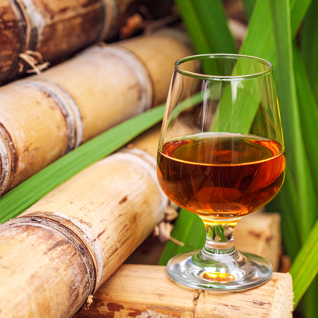 rhum cannes à sucre île Maurice