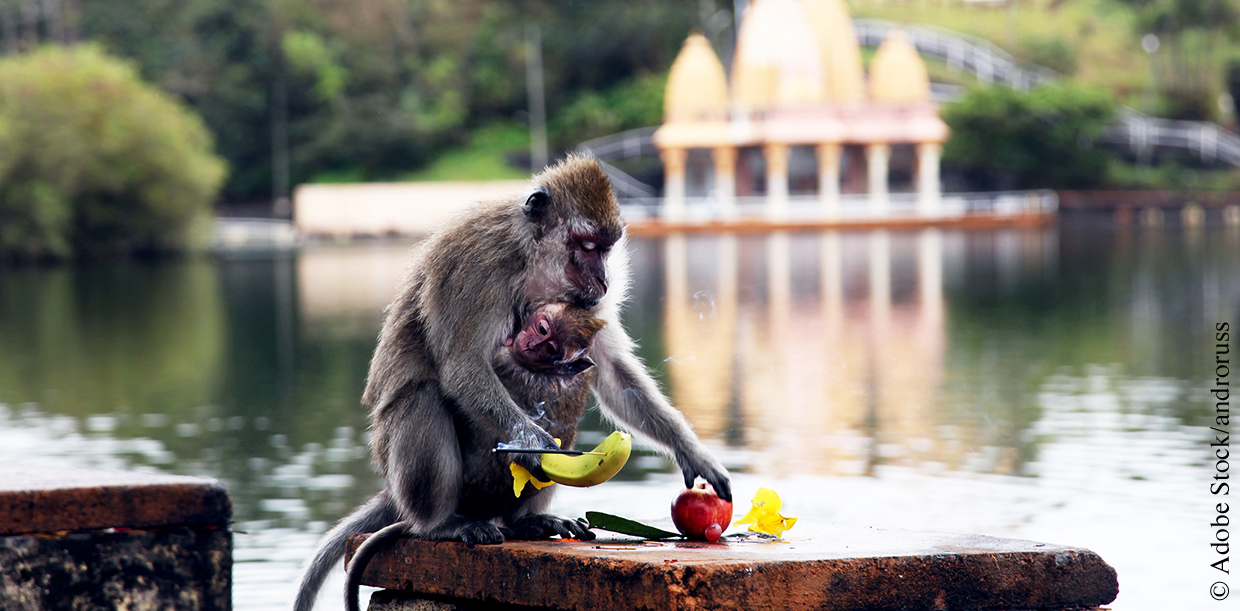 Macaque singe Grand Bassin île Maurice