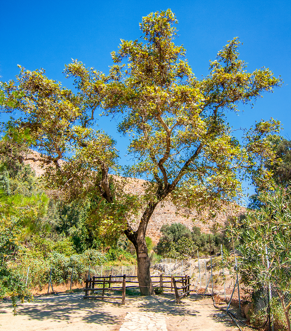 Platane de Zeus et Europe Gortyne Crète