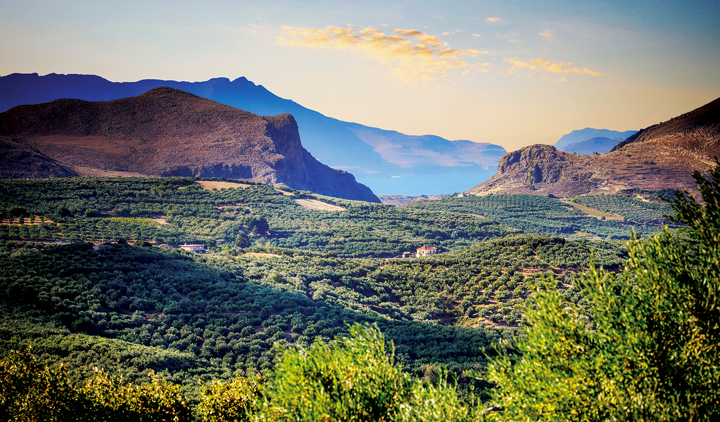 champs d'oliviers Crète