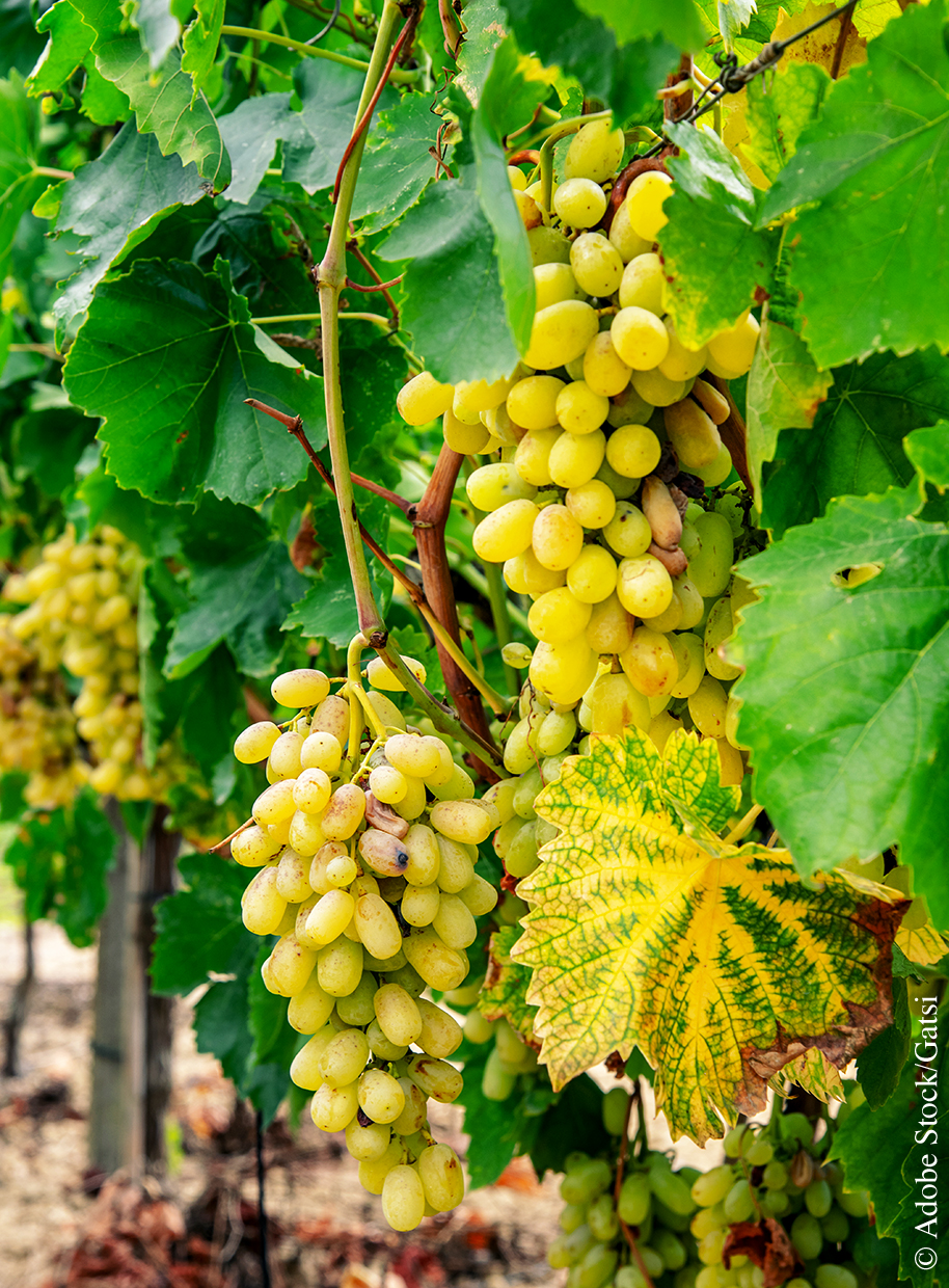 cépage blanc vignoble Crète